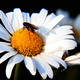 Illustration for article titled Shooting Challenge: Bugs Gallery (Part 4)